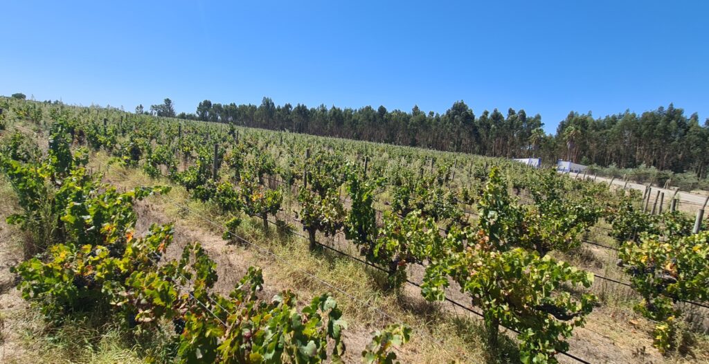 Monte-do-Lago-grape-vines