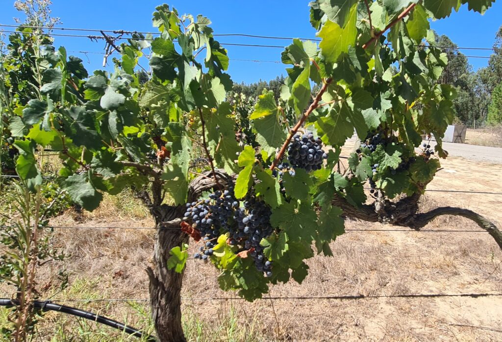Monte-do-Lago-grapes-2